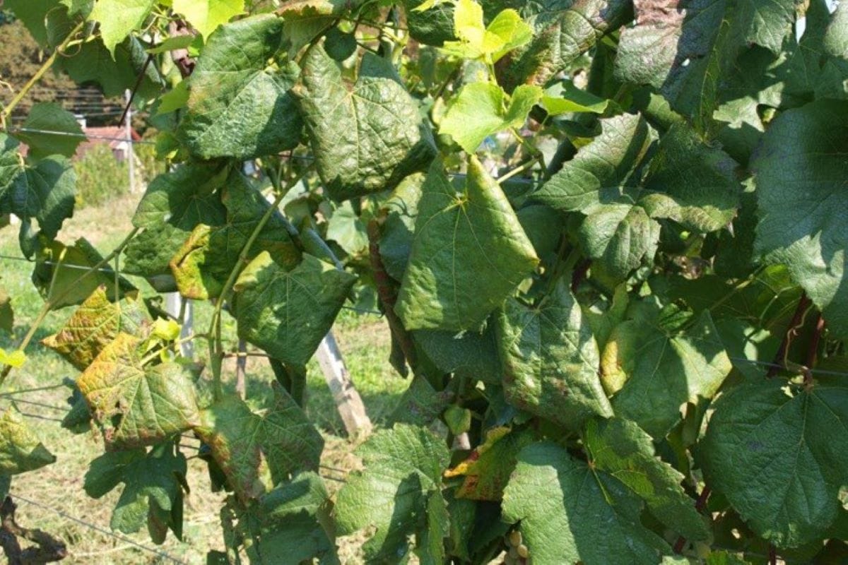 Zlatna žutica vinove loze, najopasnija bolest vinove loze u Europi i dalje se širi